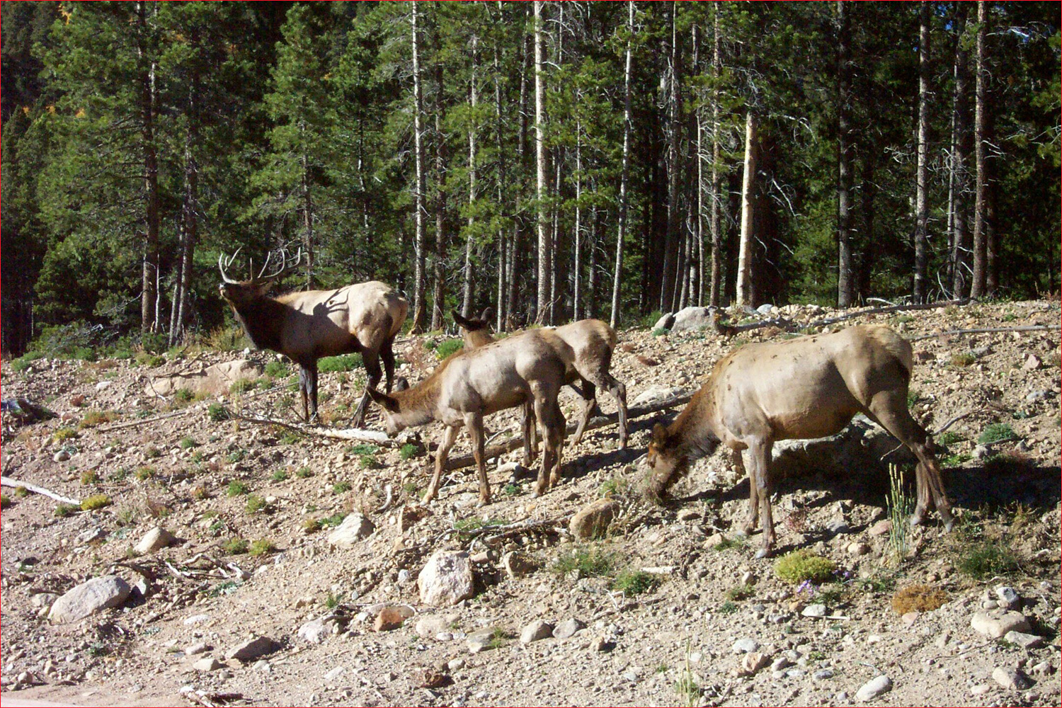 Elk spotted on side of Bear Lake road